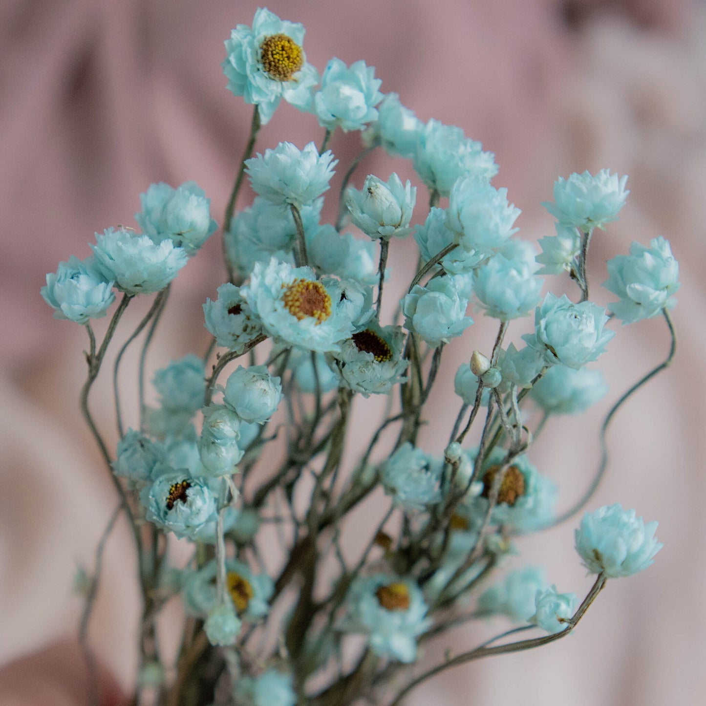Bunch of Mint Blue Dried Flowers 30 cm | Ammobium