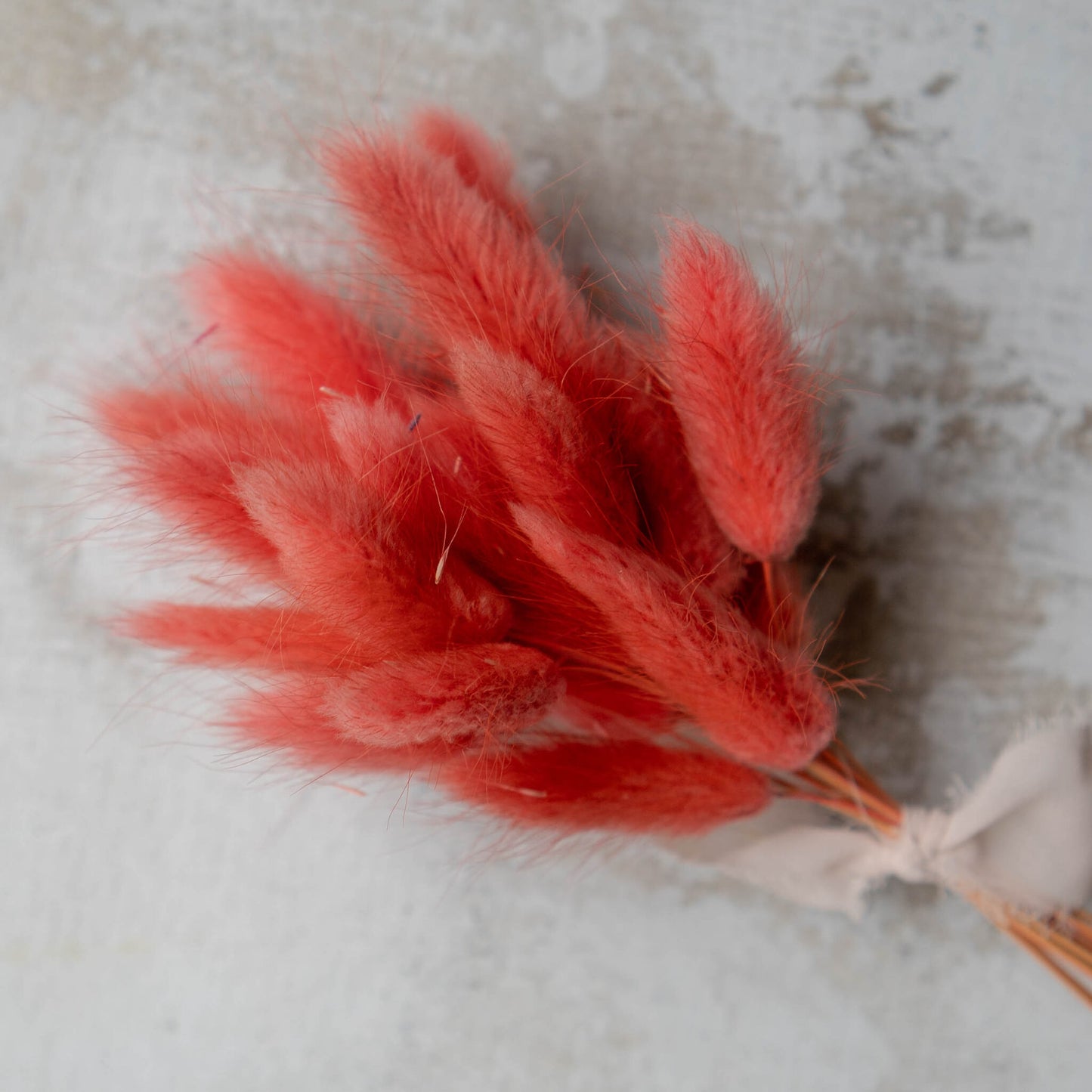 Coral Bunny Tail | Dried Flowers | Lagurus Ovatus Bunches | 20 stems, 30 cm