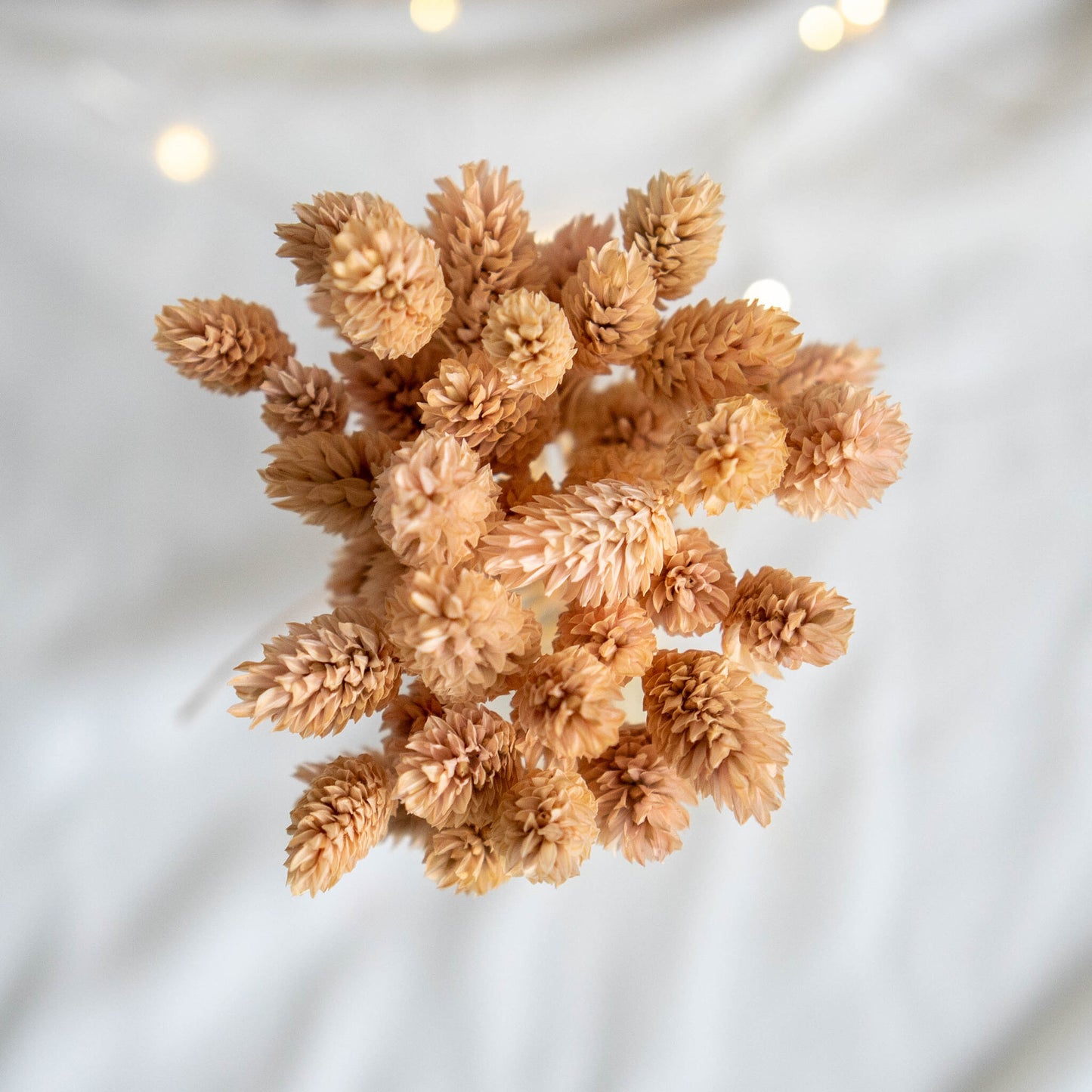 Light Peach Phalaris | Dried Flowers | Bunch of Flowers | 40 stems, 30 cm