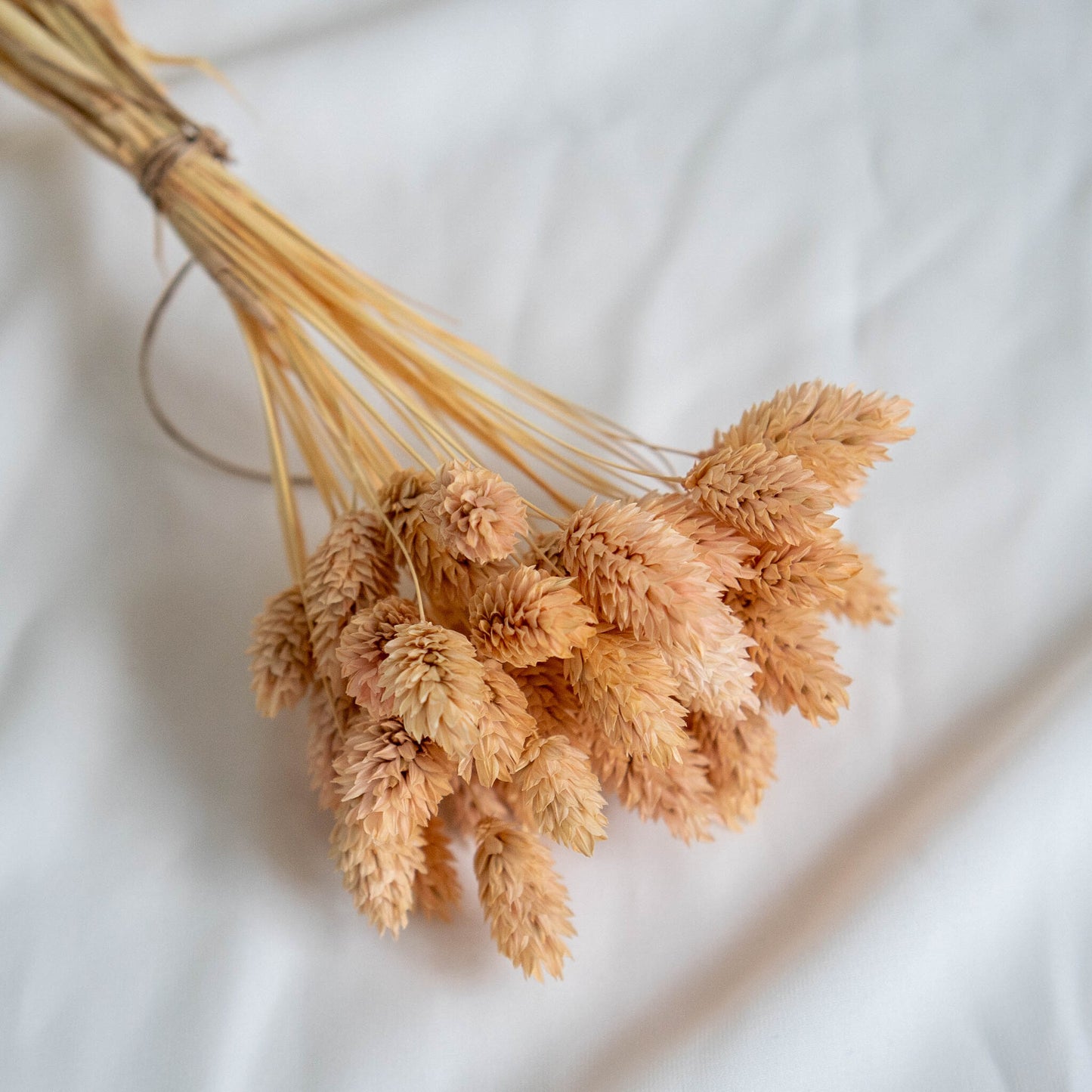 Light Peach Phalaris | Dried Flowers | Bunch of Flowers | 40 stems, 30 cm