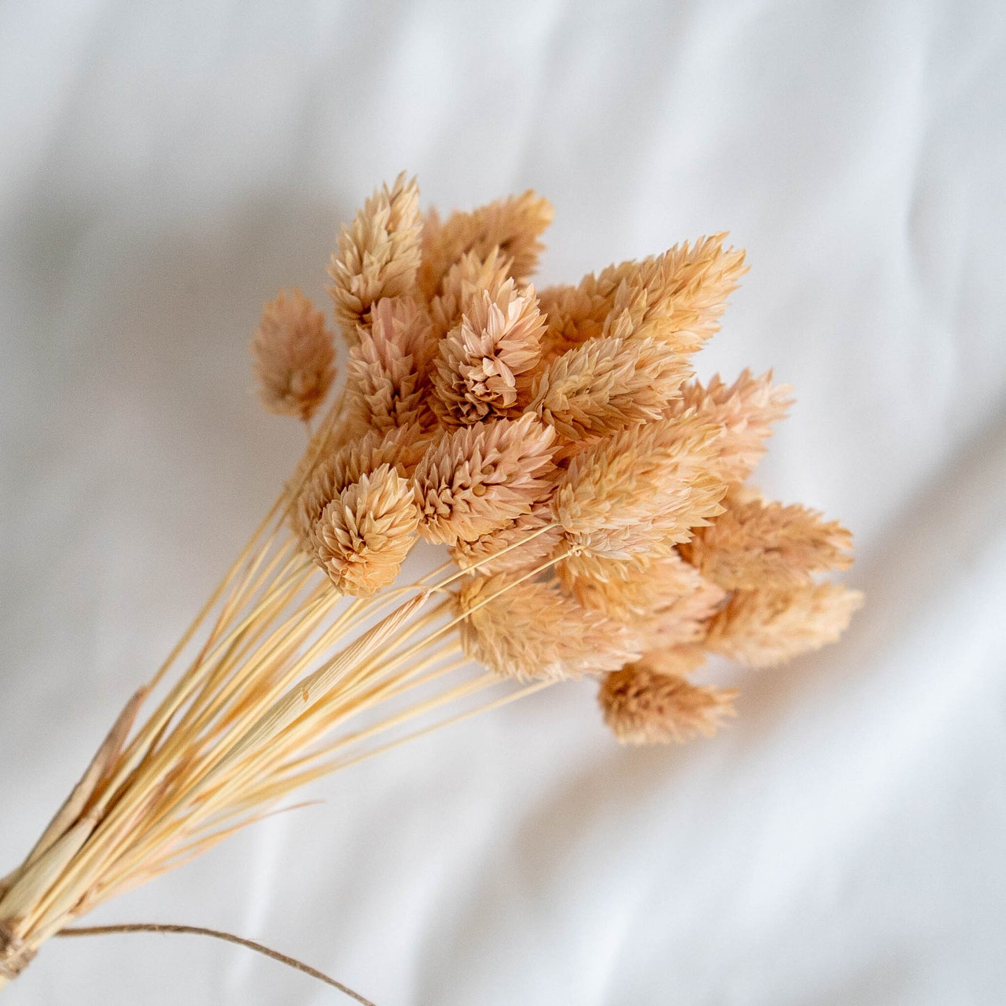Light Peach Phalaris | Dried Flowers | Bunch of Flowers | 40 stems, 30 cm