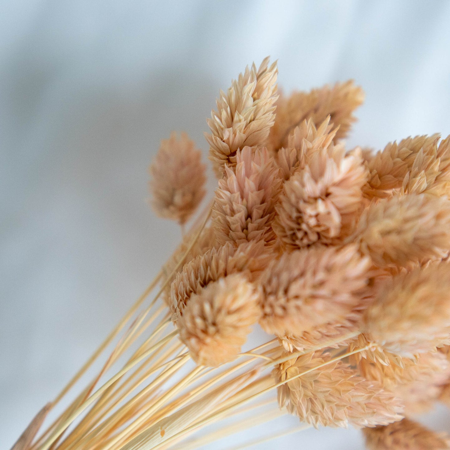 Light Peach Phalaris | Dried Flowers | Bunch of Flowers | 40 stems, 30 cm