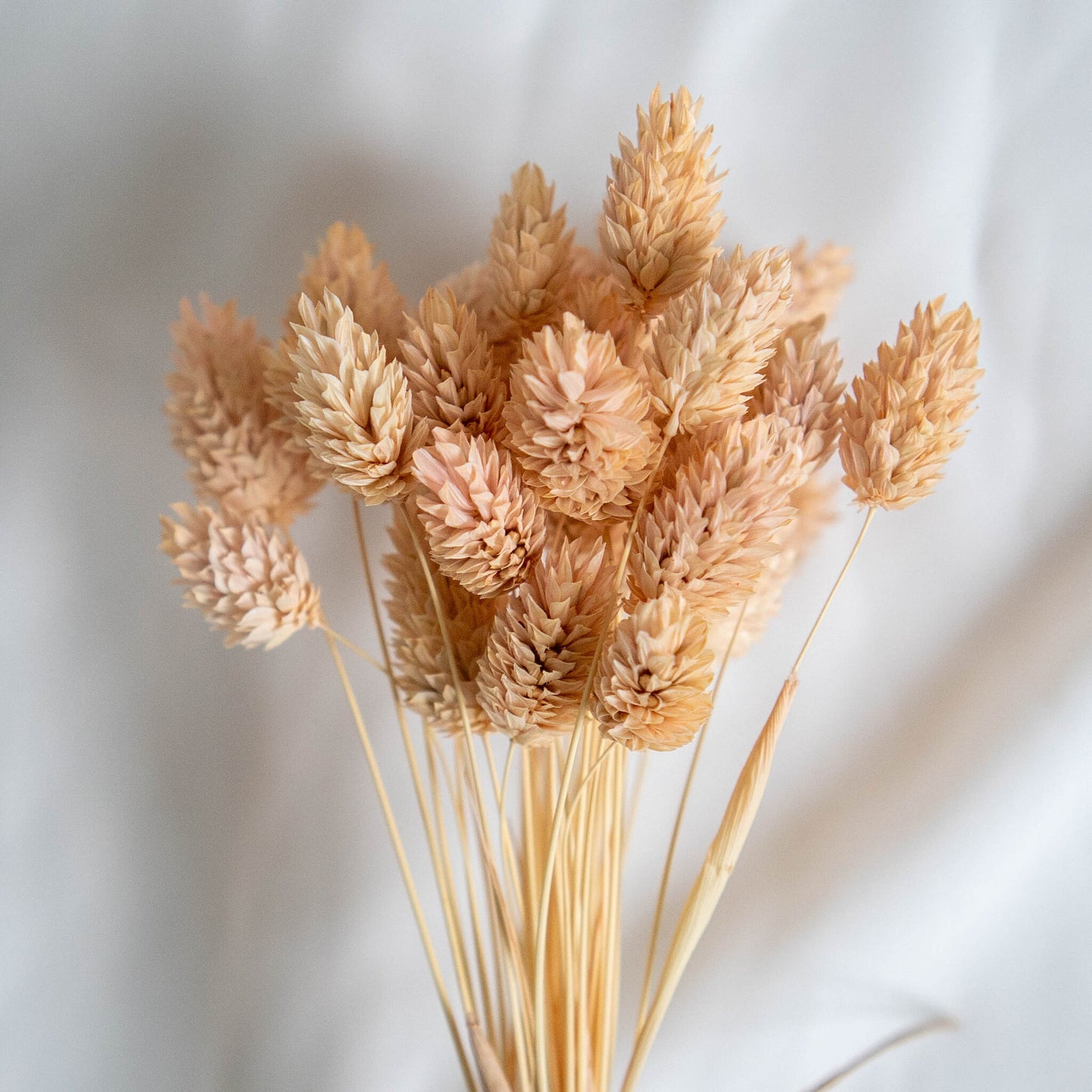 Light Peach Phalaris | Dried Flowers | Bunch of Flowers | 40 stems, 30 cm