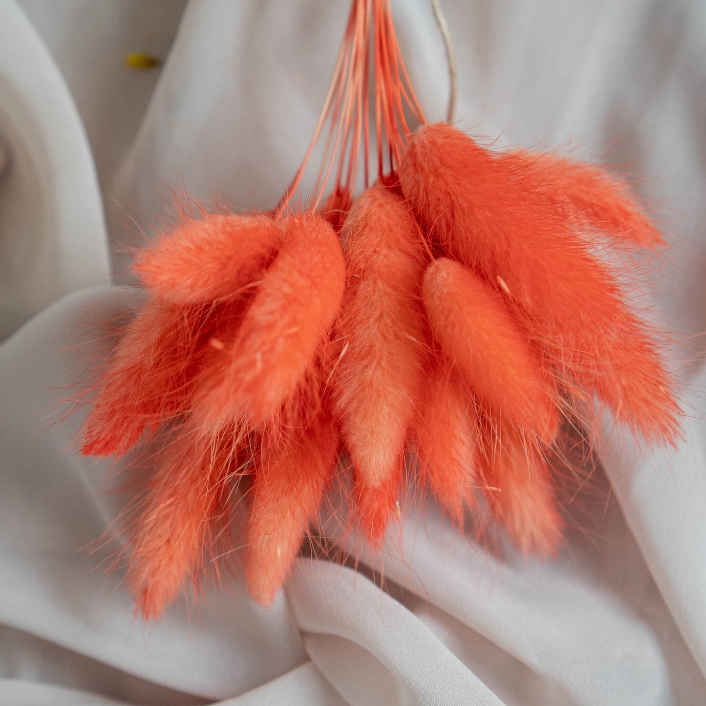 Orange Bunny Tails | Dried Flowers | Lagurus Ovatus Bunches | 20 stems, 30 cm