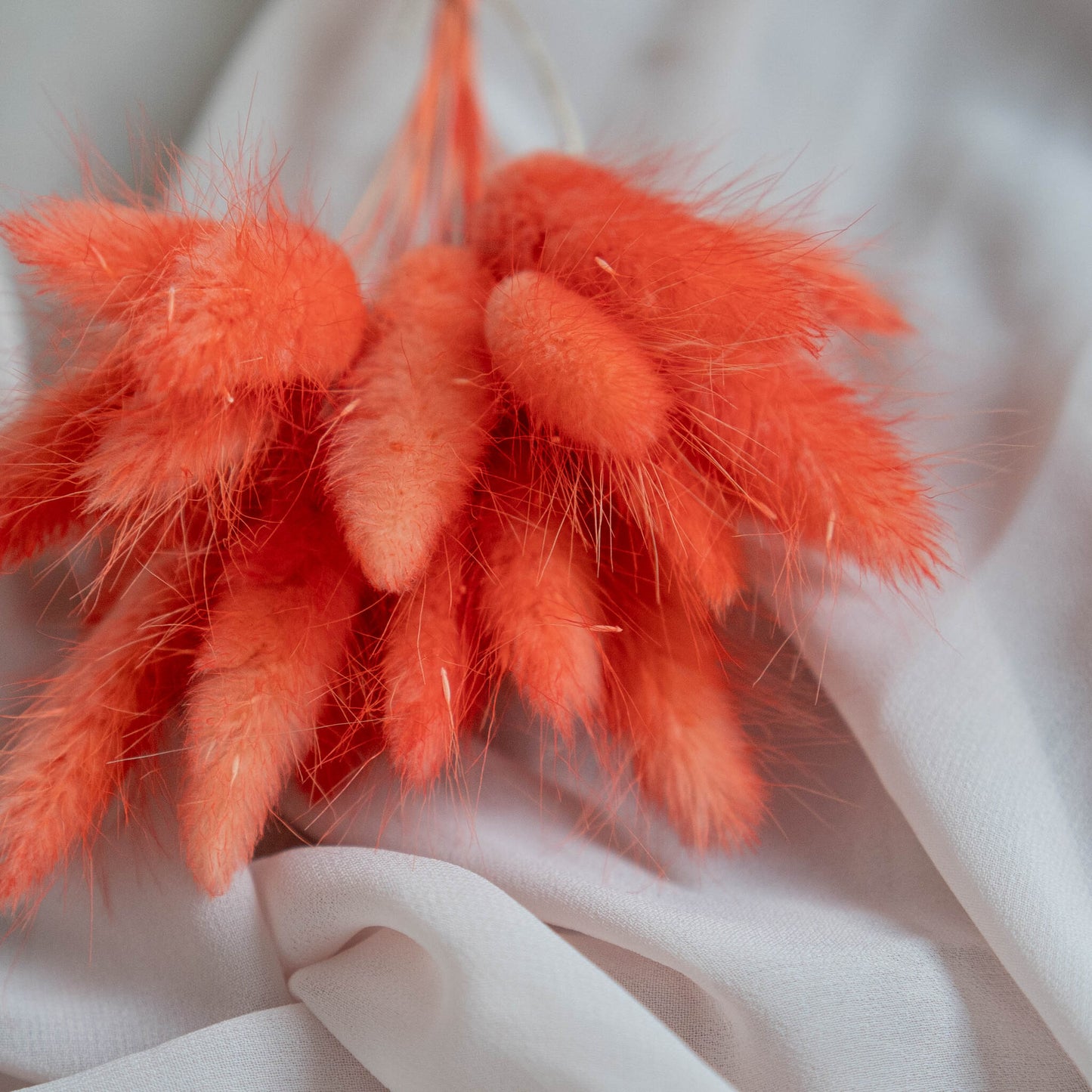 Orange Bunny Tails | Dried Flowers | Lagurus Ovatus Bunches | 20 stems, 30 cm