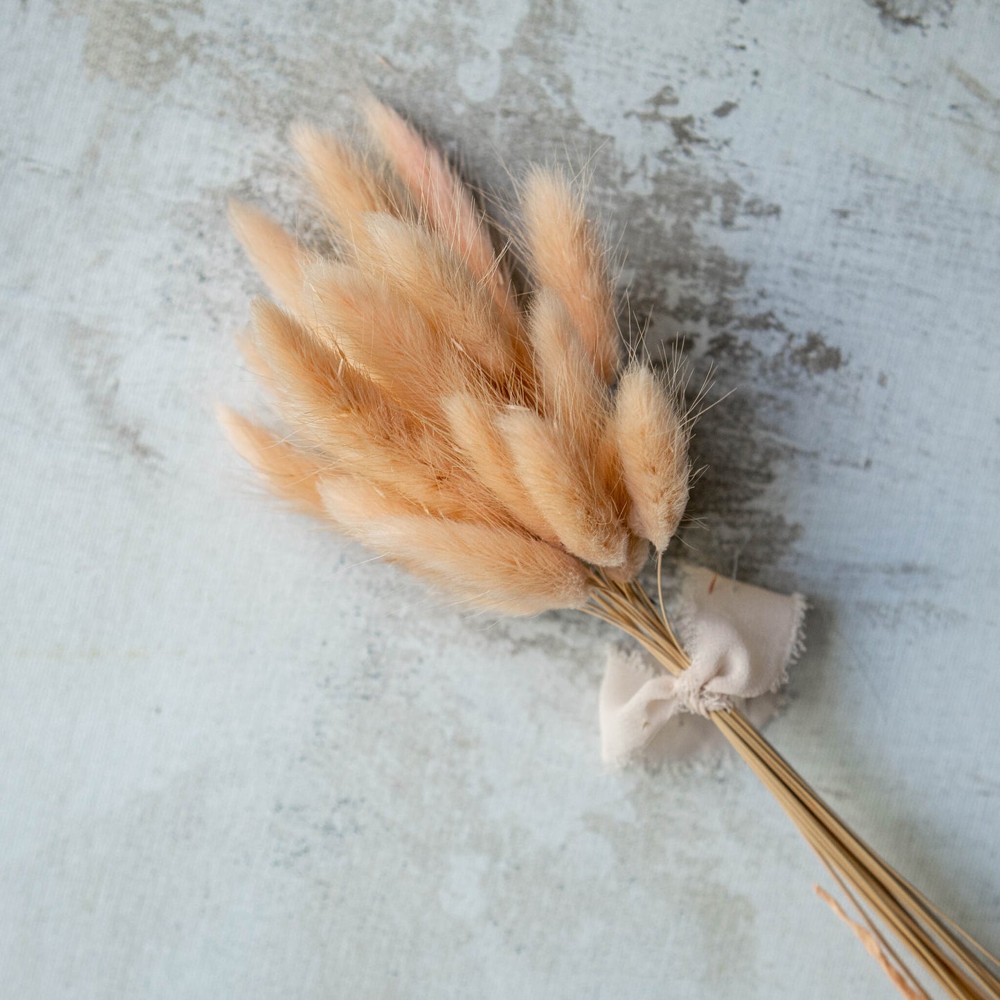 Peach Bunny Tail | Dried Flowers | Lagurus Ovatus Bunches | 20 stems, 30 cm