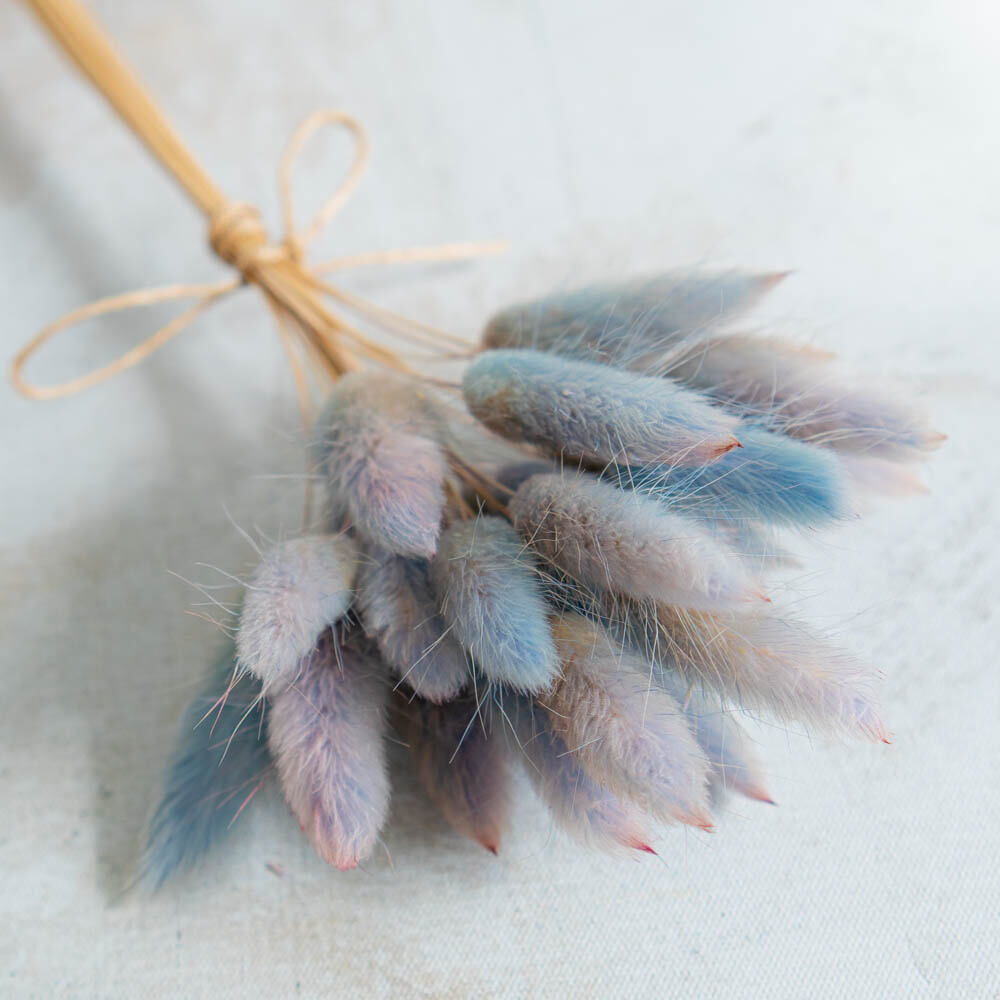Unicorn Blue Bunny Tail| Dried Flowers | Lagurus Ovatus Bunches | 20 stems, 30 cm