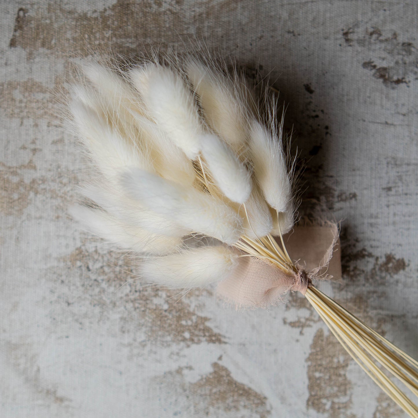 White Bunny Tail | Dried Flowers | Lagurus Ovatus Bunches | 20 stems, 30 cm