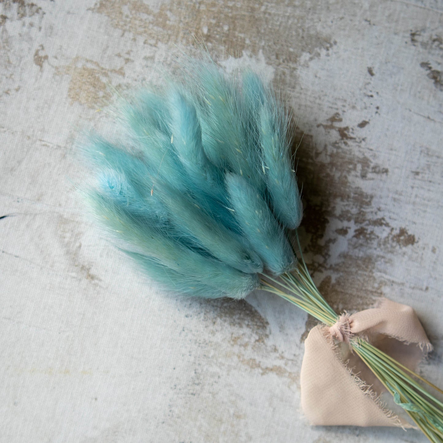 Baby Blue Bunny Tail | Dried Flowers | Lagurus Ovatus Bunches | 20 stems, 30 cm