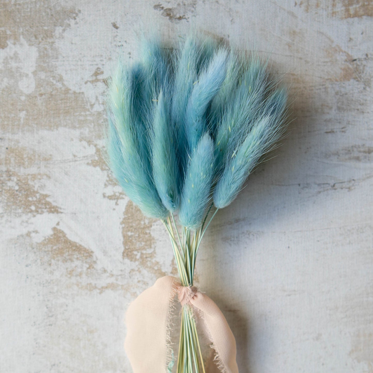 Baby Blue Bunny Tail | Dried Flowers | Lagurus Ovatus Bunches | 20 stems, 30 cm