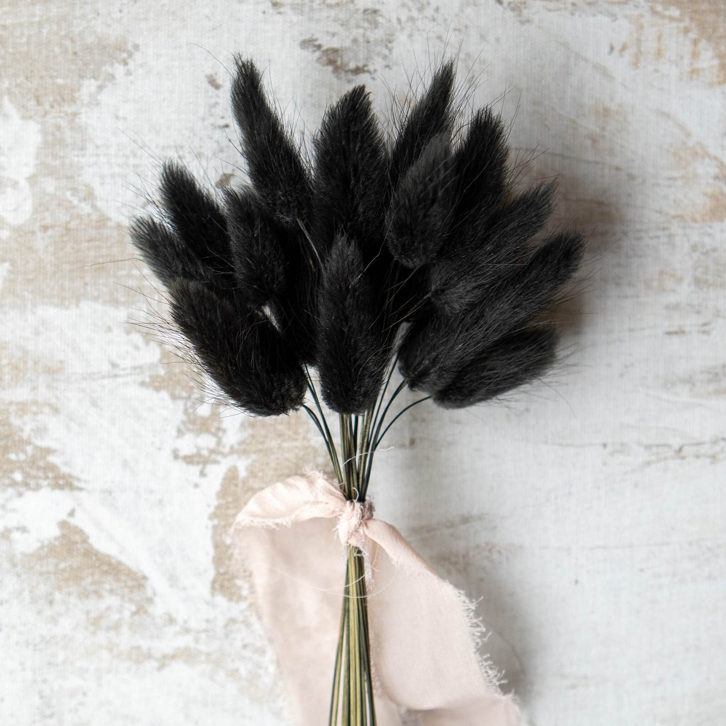 Black Bunny Tail | Dried Flowers | Lagurus Ovatus Bunches | 20 stems, 30 cm