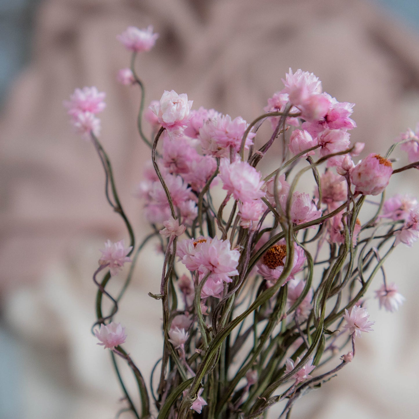 Bunch of Candy Pink Dried Flowers 30 cm | Ammobium