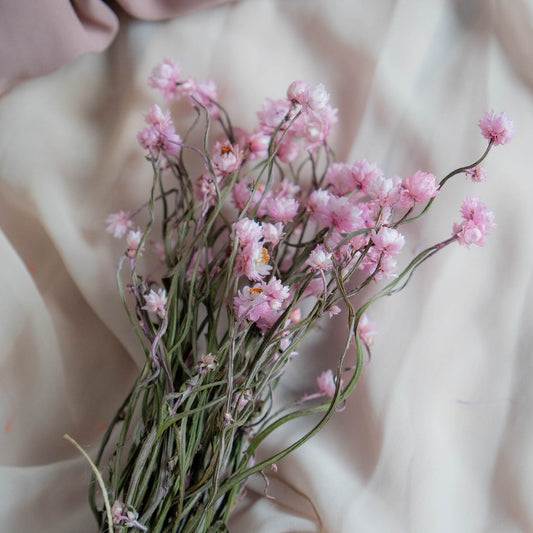 Bunch of Candy Pink Dried Flowers 30 cm | Ammobium