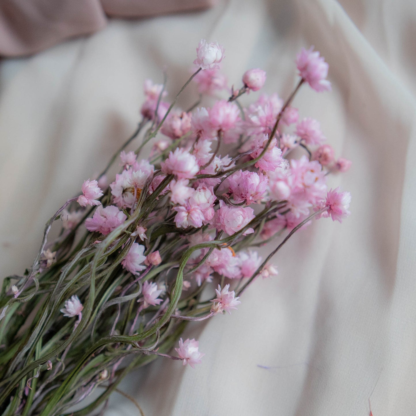 Bunch of Candy Pink Dried Flowers 30 cm | Ammobium