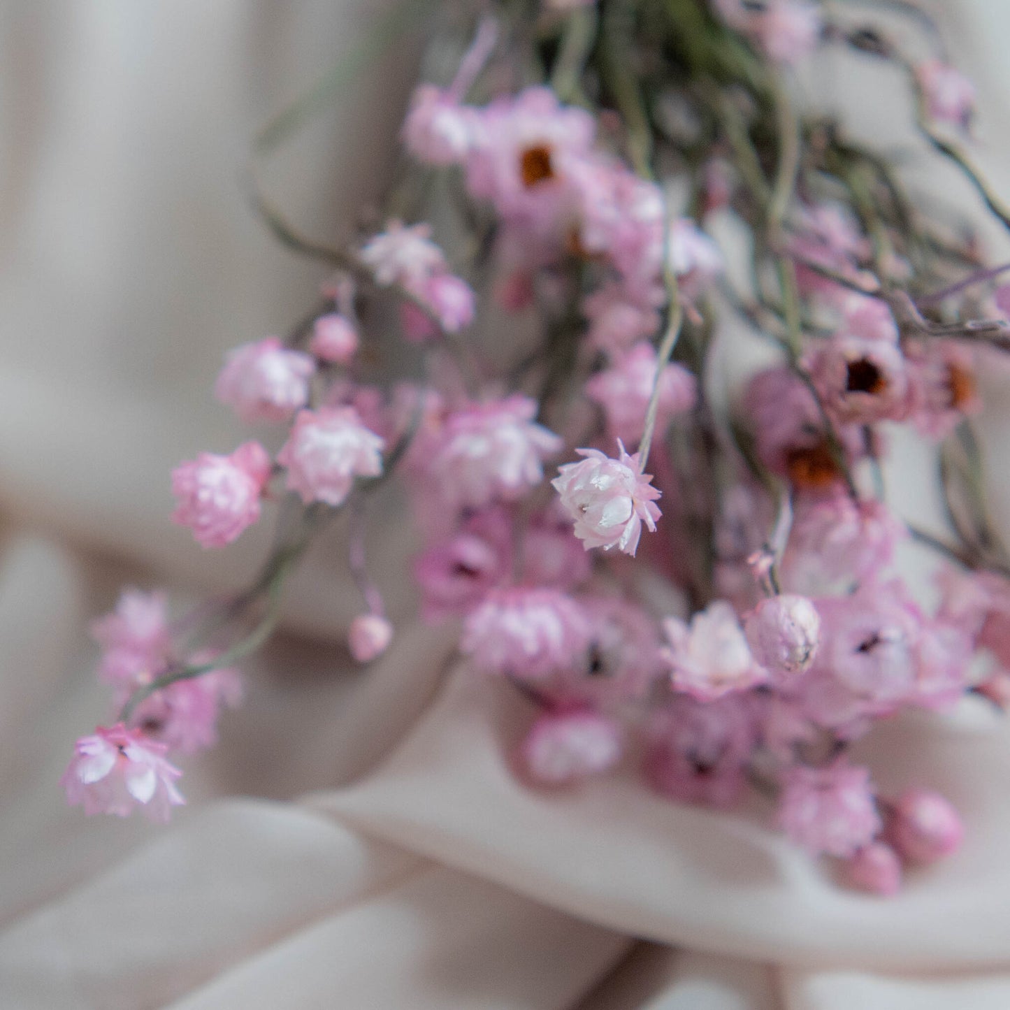 Bunch of Candy Pink Dried Flowers 30 cm | Ammobium