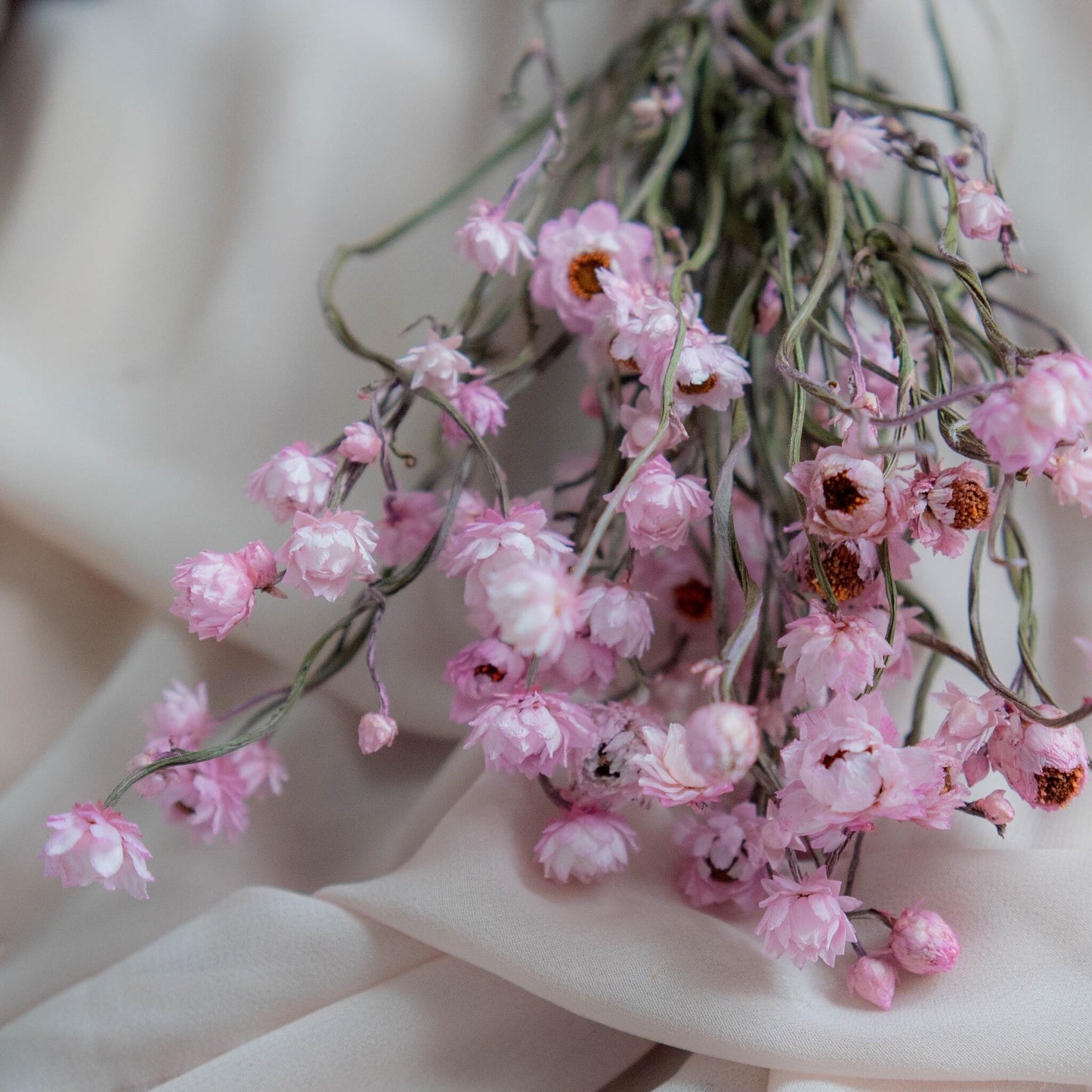 Bunch of Candy Pink Dried Flowers 30 cm | Ammobium