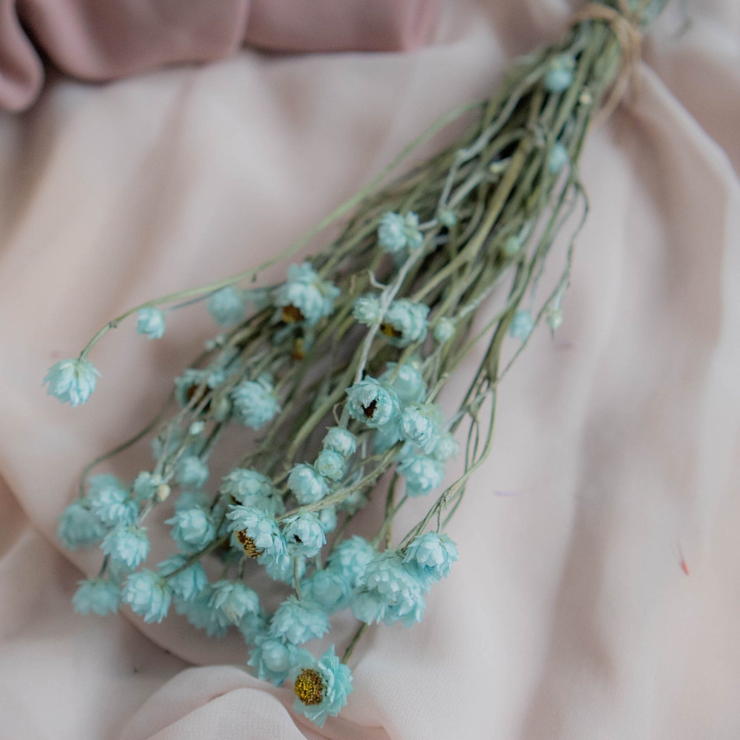 Bunch of Mint Blue Dried Flowers 30 cm | Ammobium