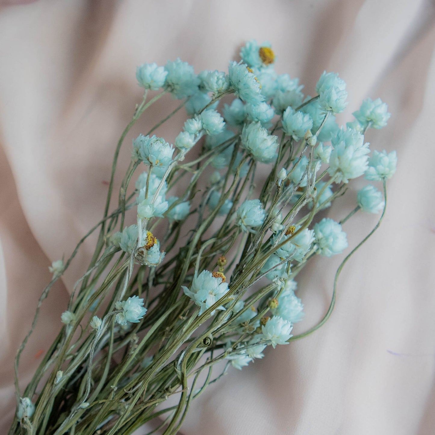 Bunch of Mint Blue Dried Flowers 30 cm | Ammobium