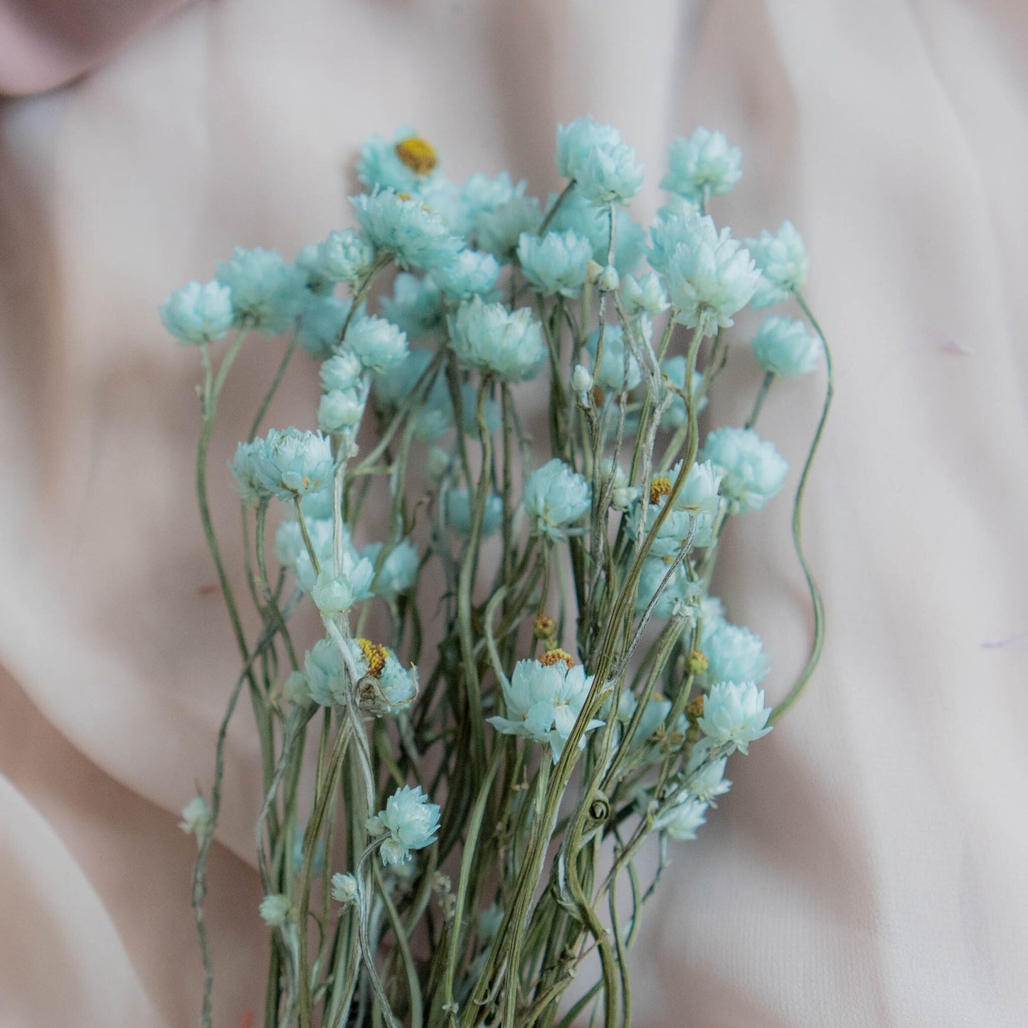 Bunch of Mint Blue Dried Flowers 30 cm | Ammobium