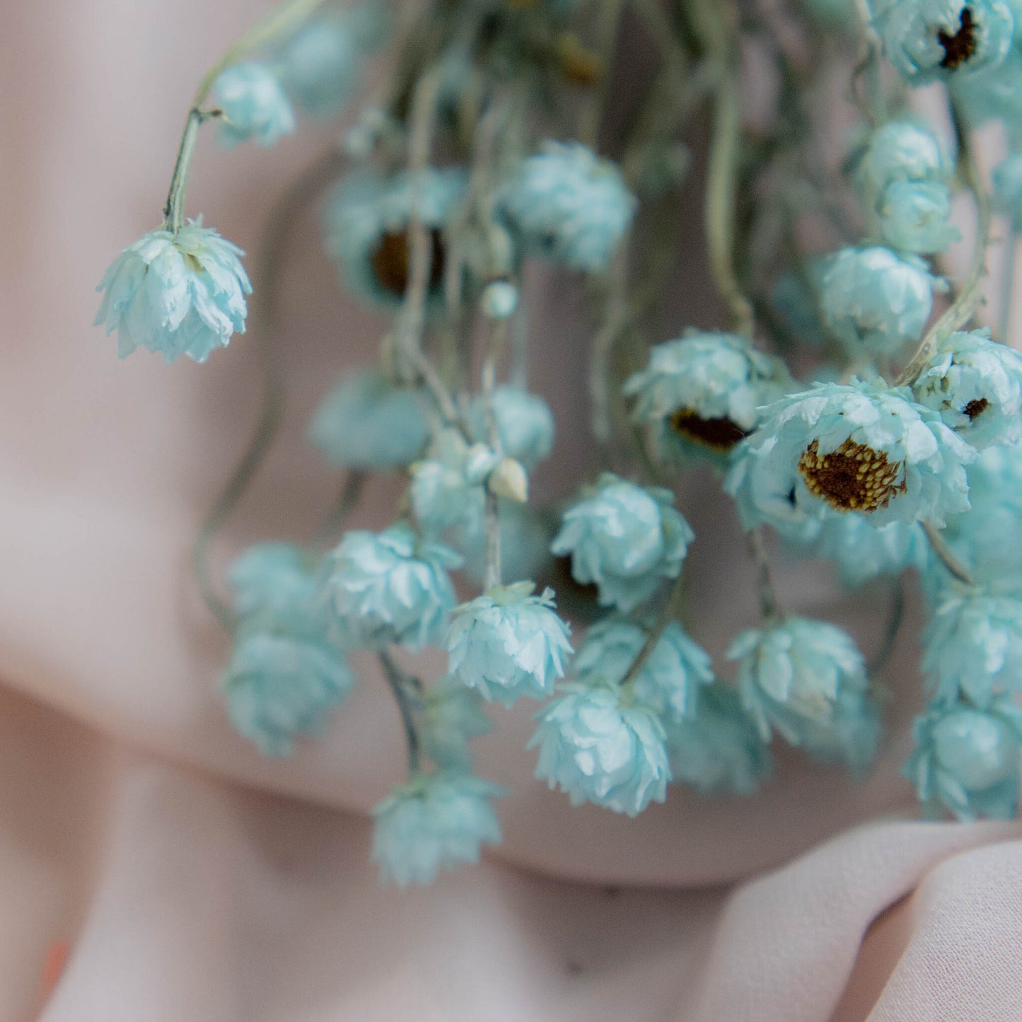 Bunch of Mint Blue Dried Flowers 30 cm | Ammobium