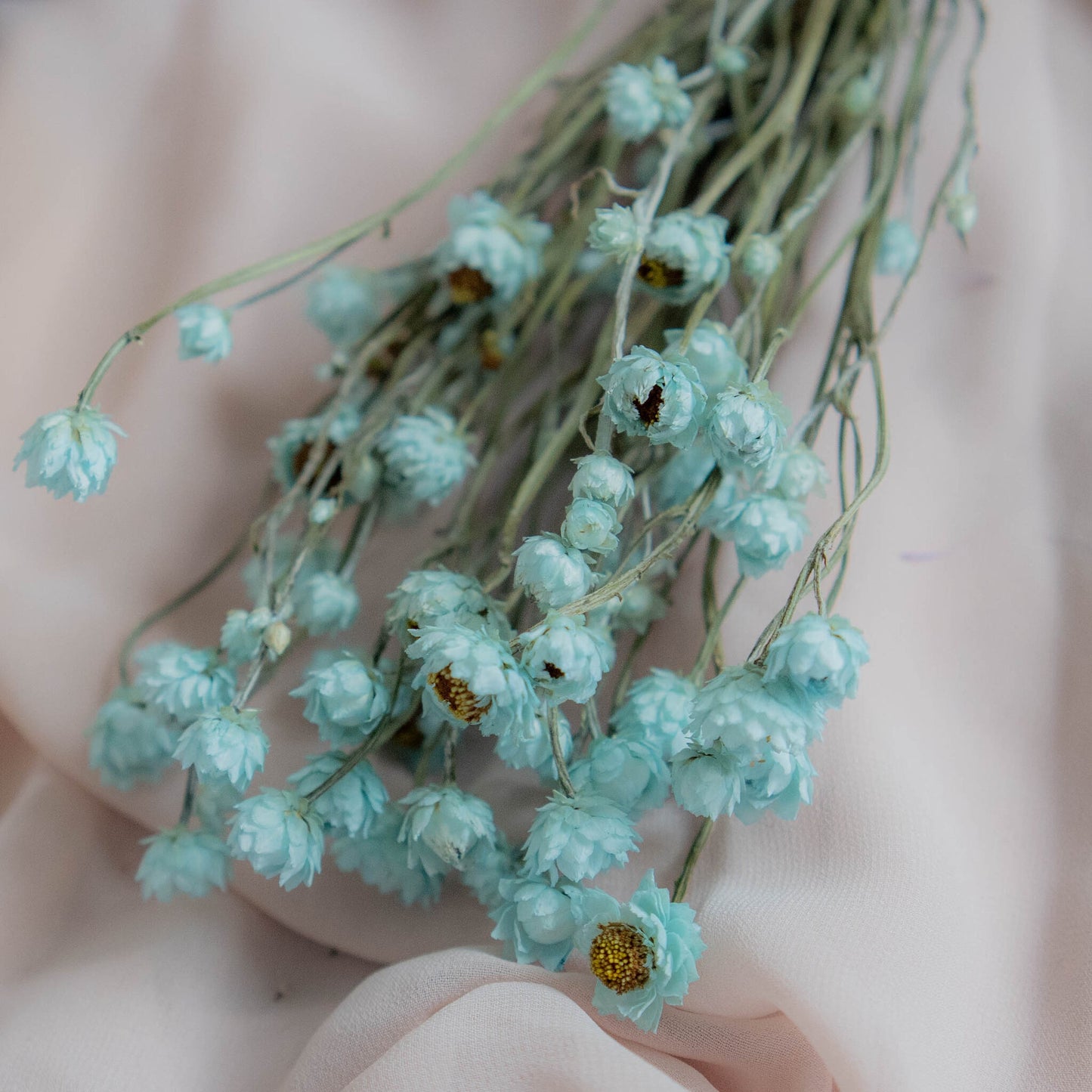 Bunch of Mint Blue Dried Flowers 30 cm | Ammobium