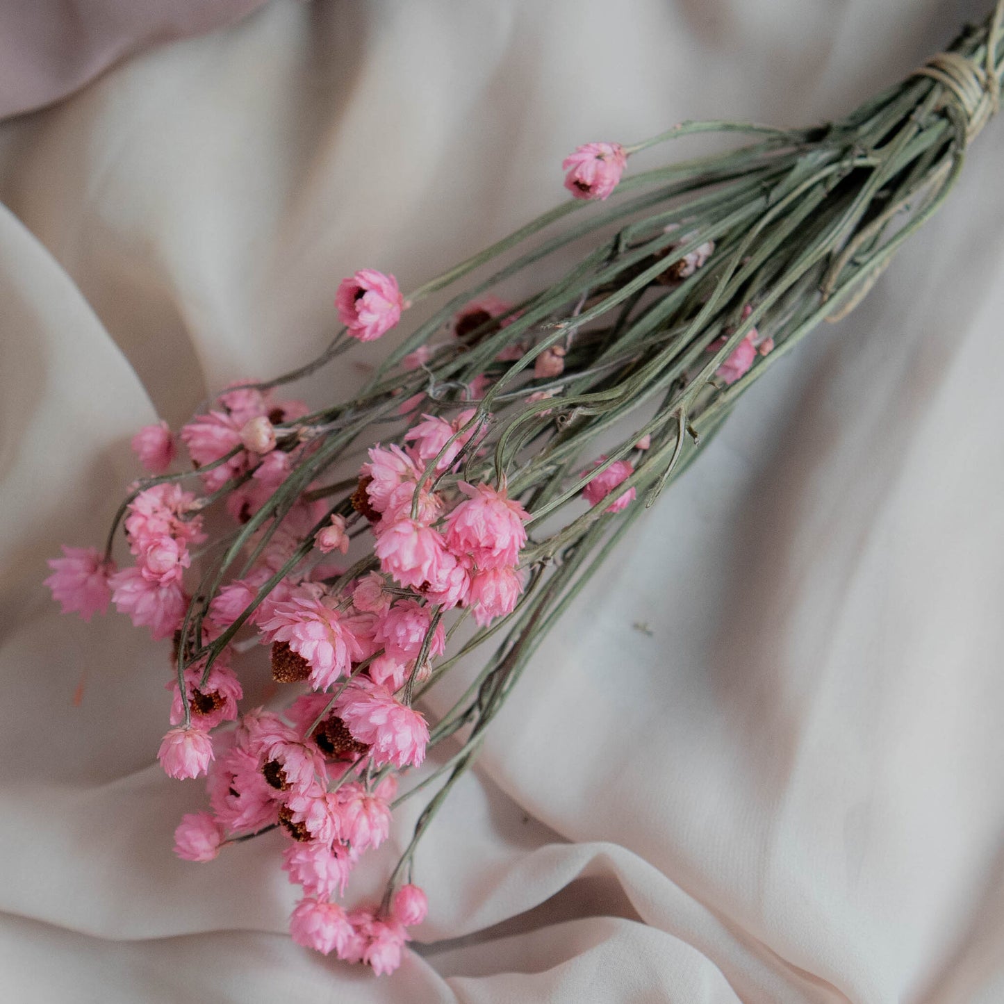 Bunch of Pink Dried Flowers 30 cm | Ammobium