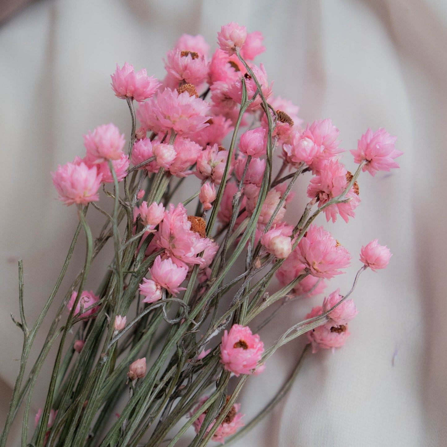 Bunch of Pink Dried Flowers 30 cm | Ammobium