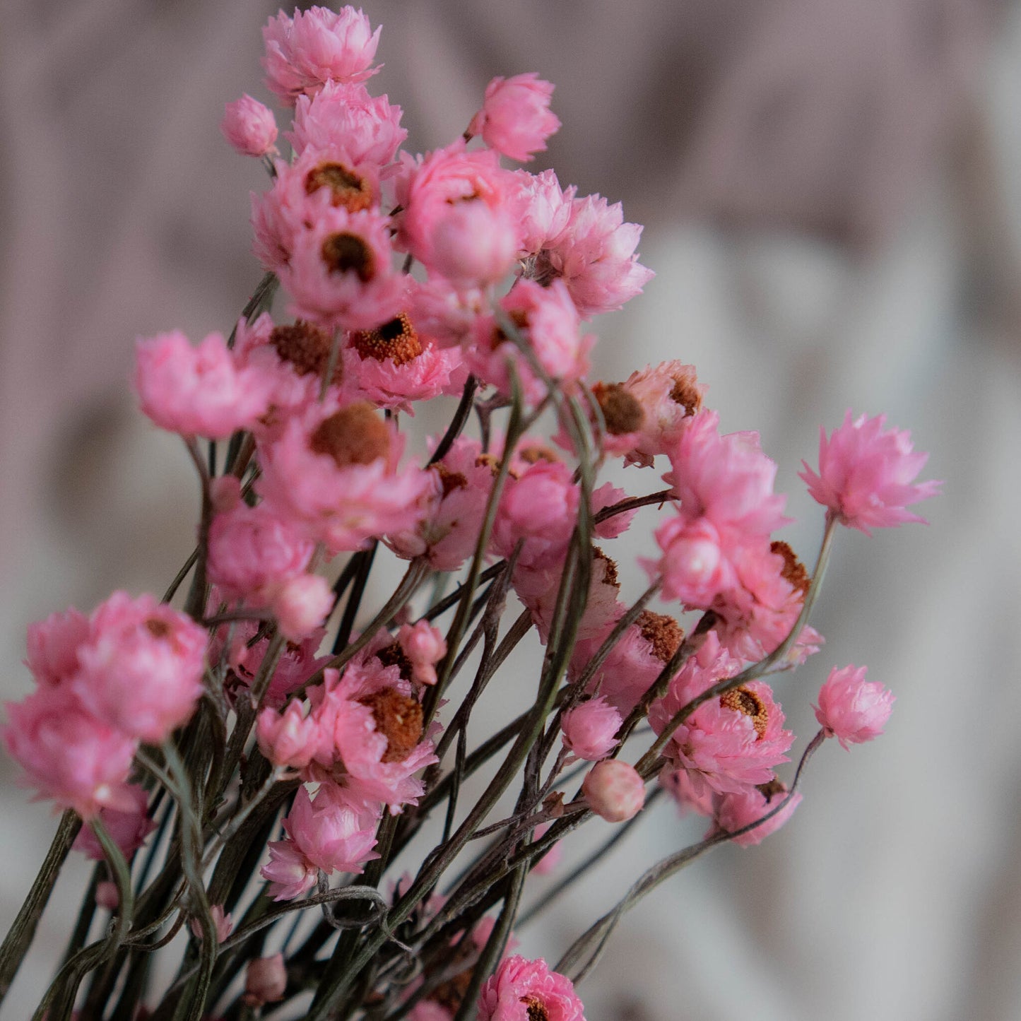 Bunch of Pink Dried Flowers 30 cm | Ammobium