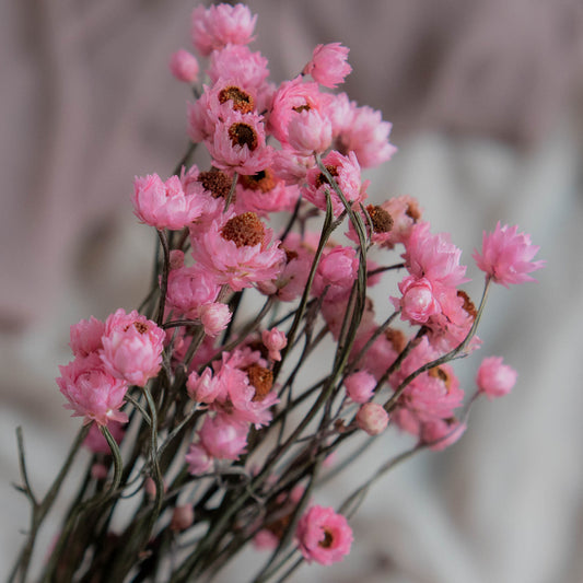 Bunch of Pink Dried Flowers 30 cm | Ammobium