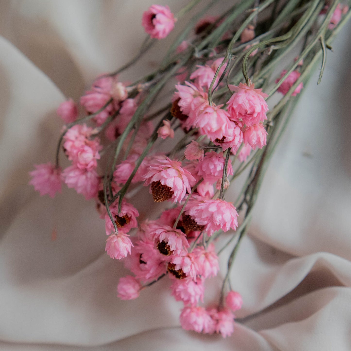 Bunch of Pink Dried Flowers 30 cm | Ammobium