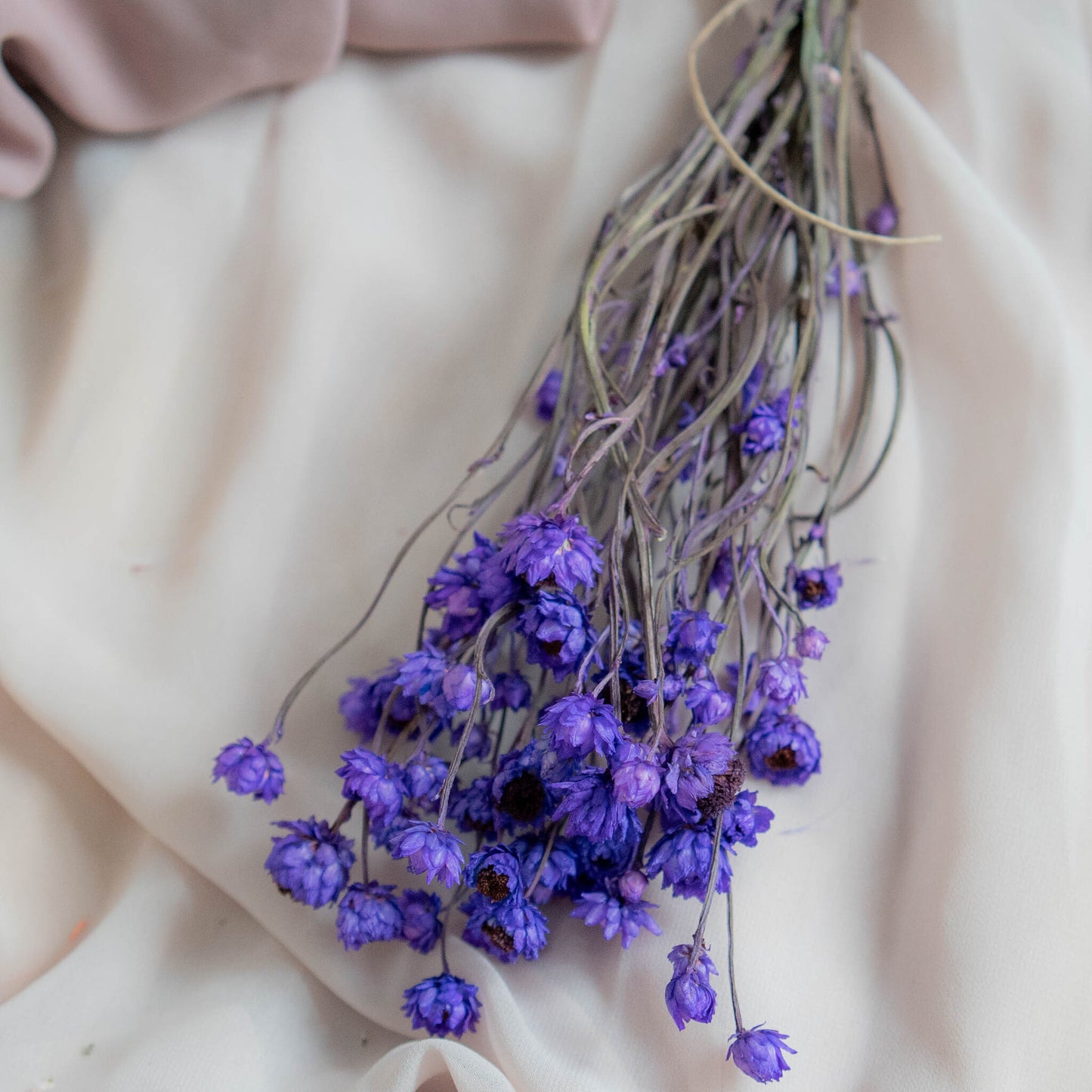 Bunch of Purple Dried Flowers 30 cm | Ammobium