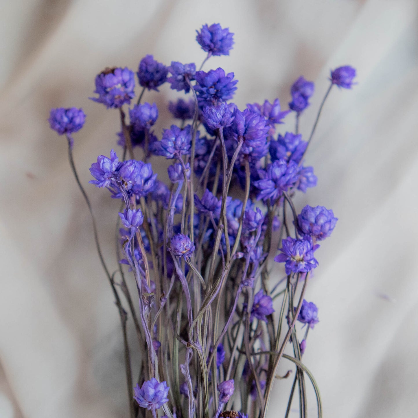 Bunch of Purple Dried Flowers 30 cm | Ammobium