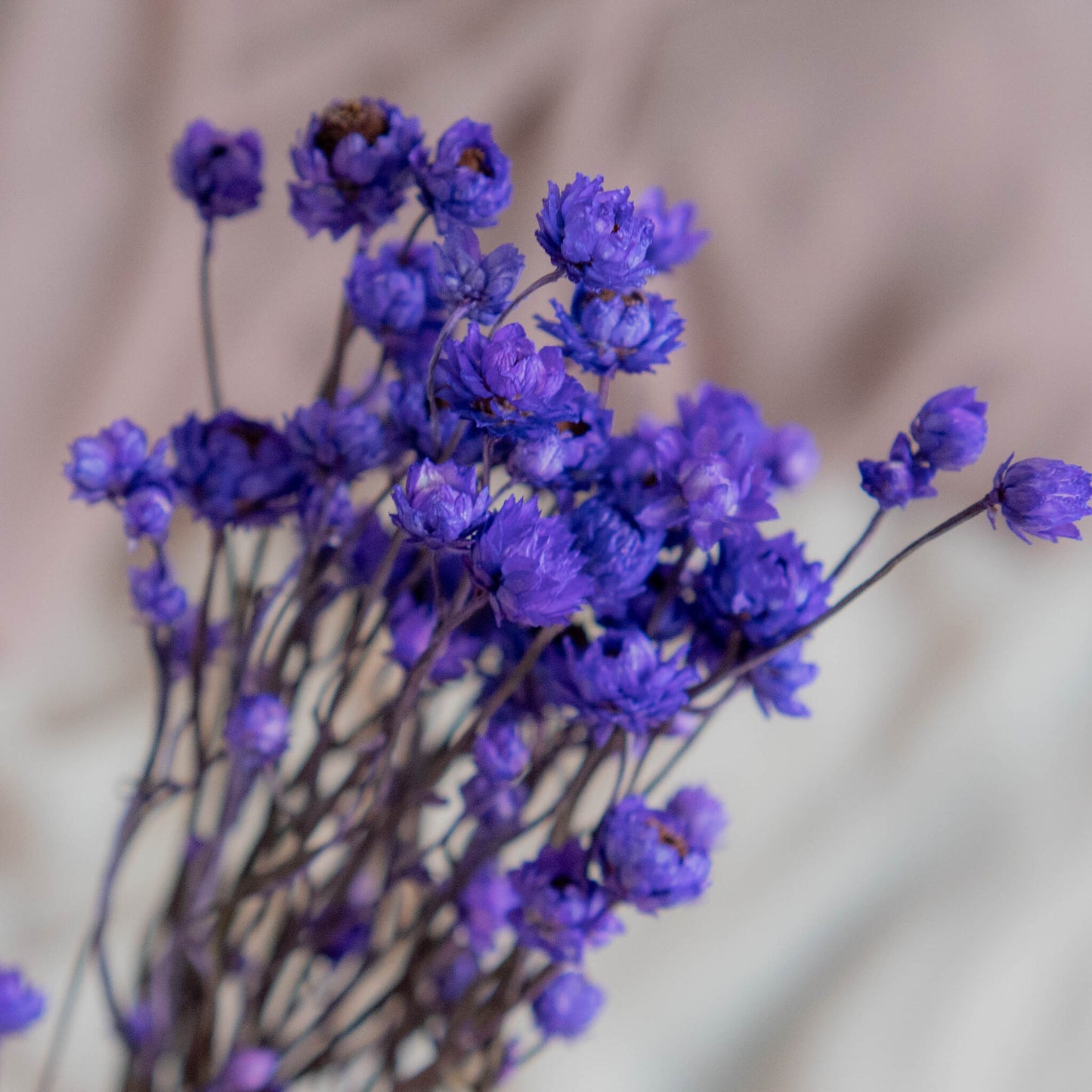 Bunch of Purple Dried Flowers 30 cm | Ammobium