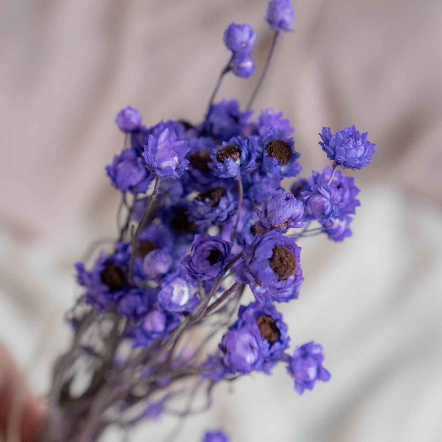 Bunch of Purple Dried Flowers 30 cm | Ammobium