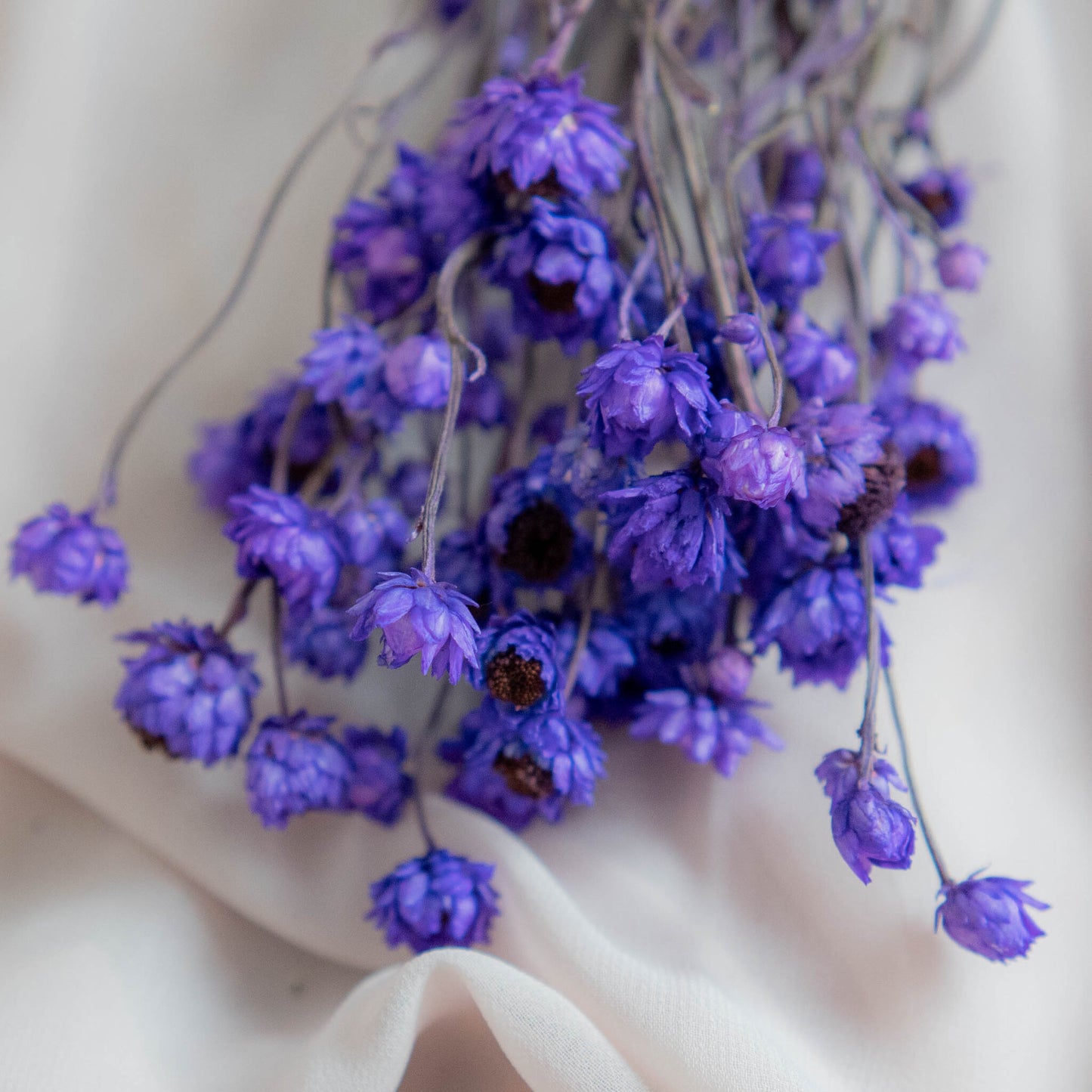 Bunch of Purple Dried Flowers 30 cm | Ammobium