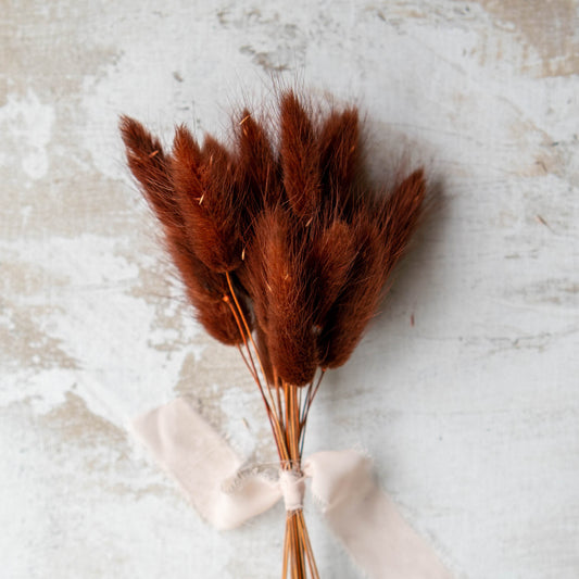 Chocolate Bunny Tail | Dried Flowers | Lagurus Ovatus Bunches | 20 stems, 30 cm