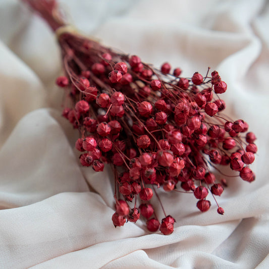 Burgundy Red Dried Linum (Flax) | Dried Flowers | Bunch of Flowers | 30 cm