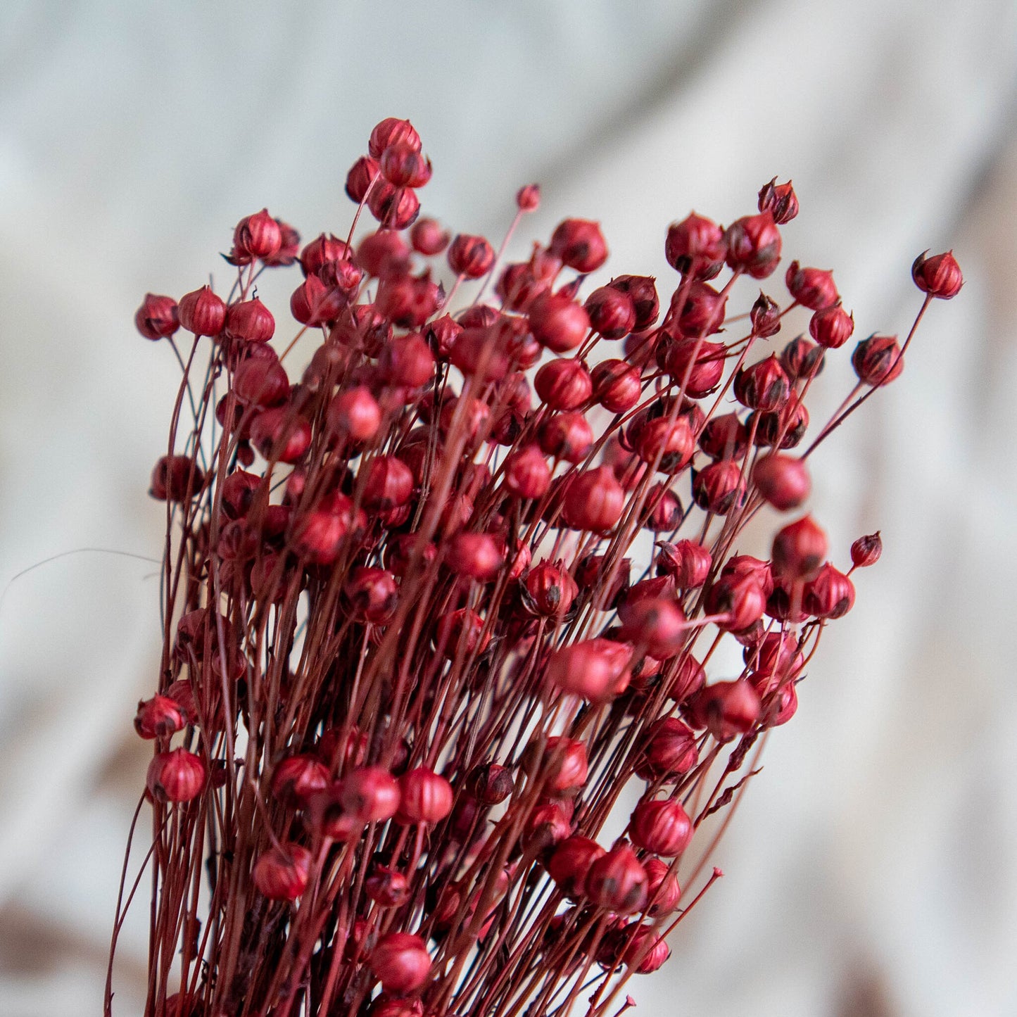 Burgundy Red Dried Linum (Flax) | Dried Flowers | Bunch of Flowers | 30 cm