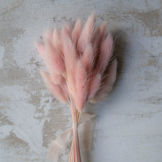 Candy Pink Bunny Tail | Dried Flowers | Lagurus Ovatus Bunches | 20 stems, 30 cm