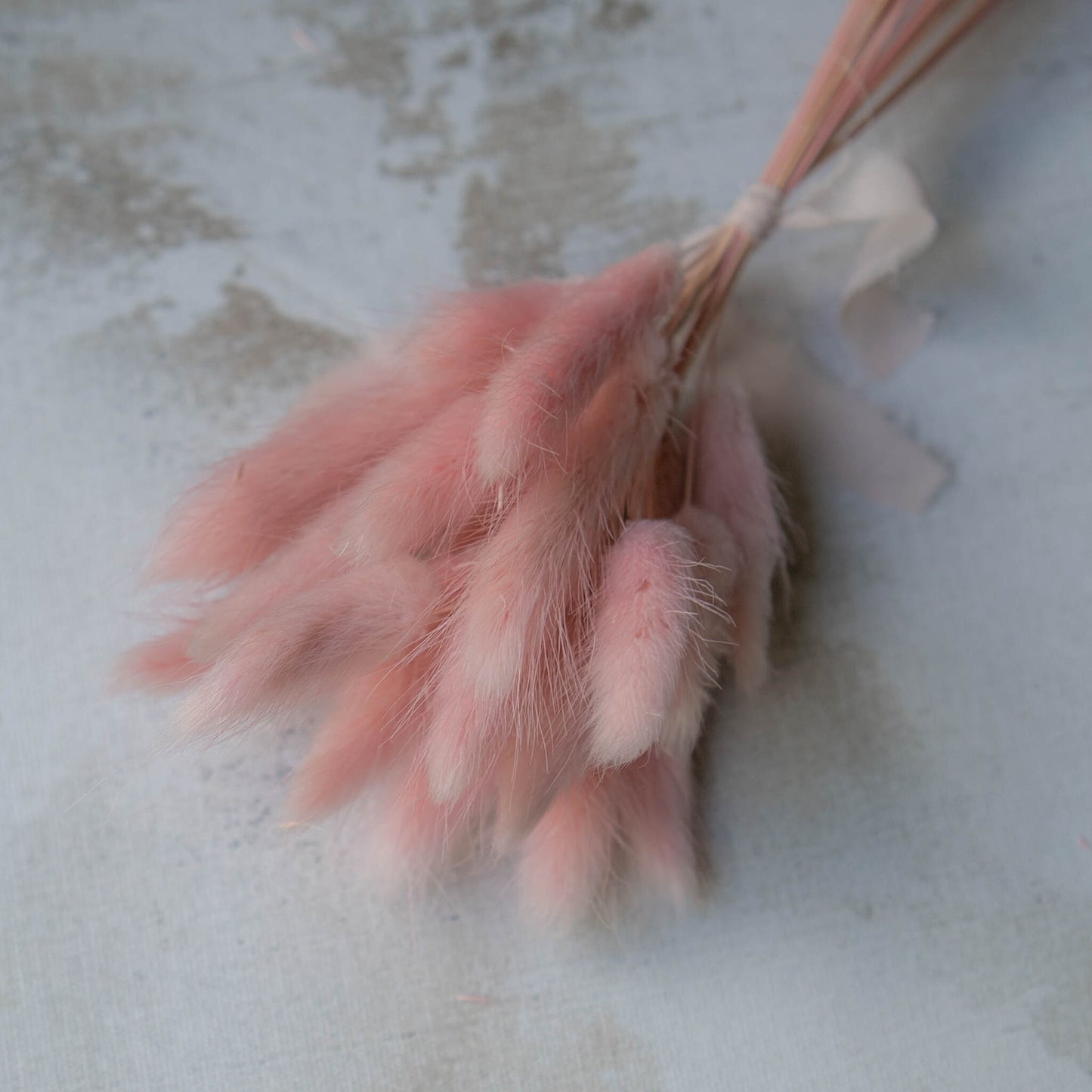 Candy Pink Bunny Tail | Dried Flowers | Lagurus Ovatus Bunches | 20 stems, 30 cm