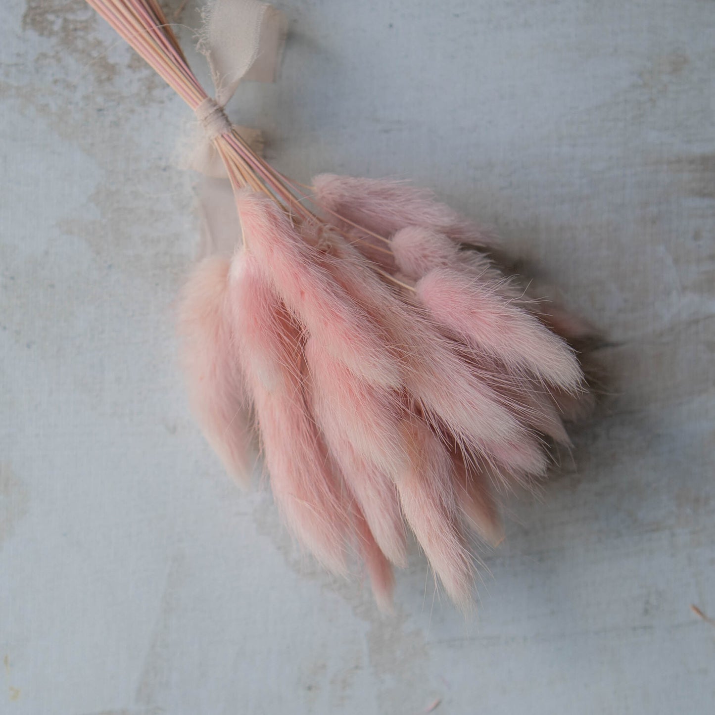 Candy Pink Bunny Tail | Dried Flowers | Lagurus Ovatus Bunches | 20 stems, 30 cm