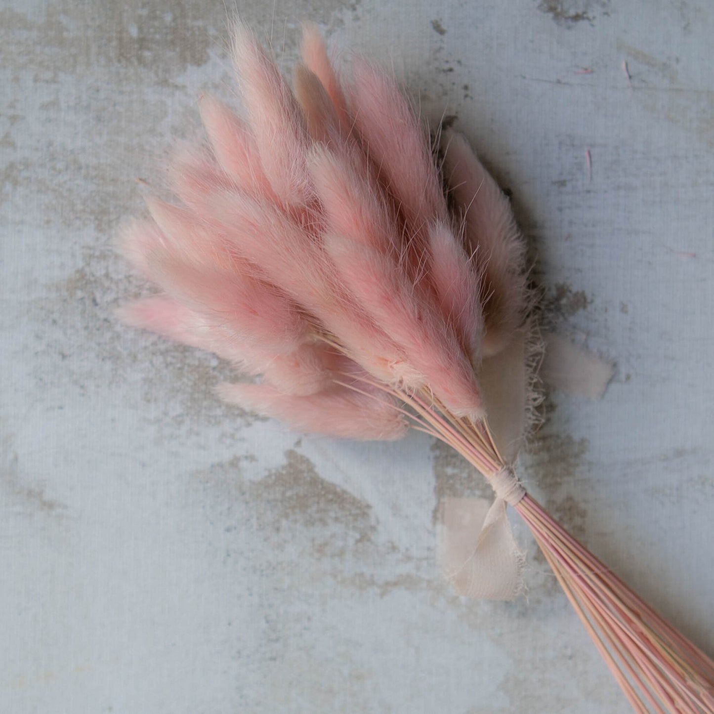 Candy Pink Bunny Tail | Dried Flowers | Lagurus Ovatus Bunches | 20 stems, 30 cm