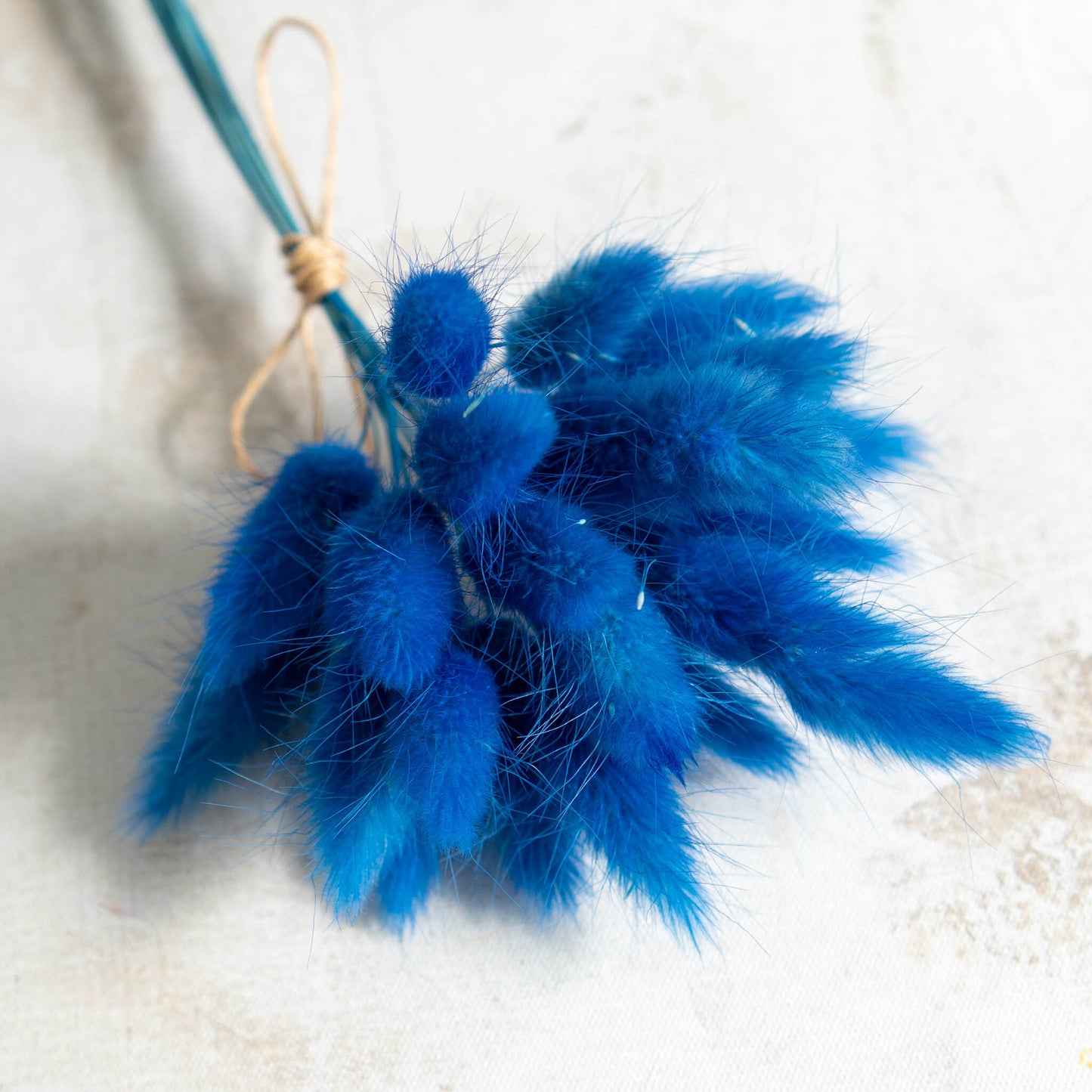 Cobalt Blue Bunny Tail | Dried Flowers | Lagurus Ovatus Bunches | 20 stems, 30 cm