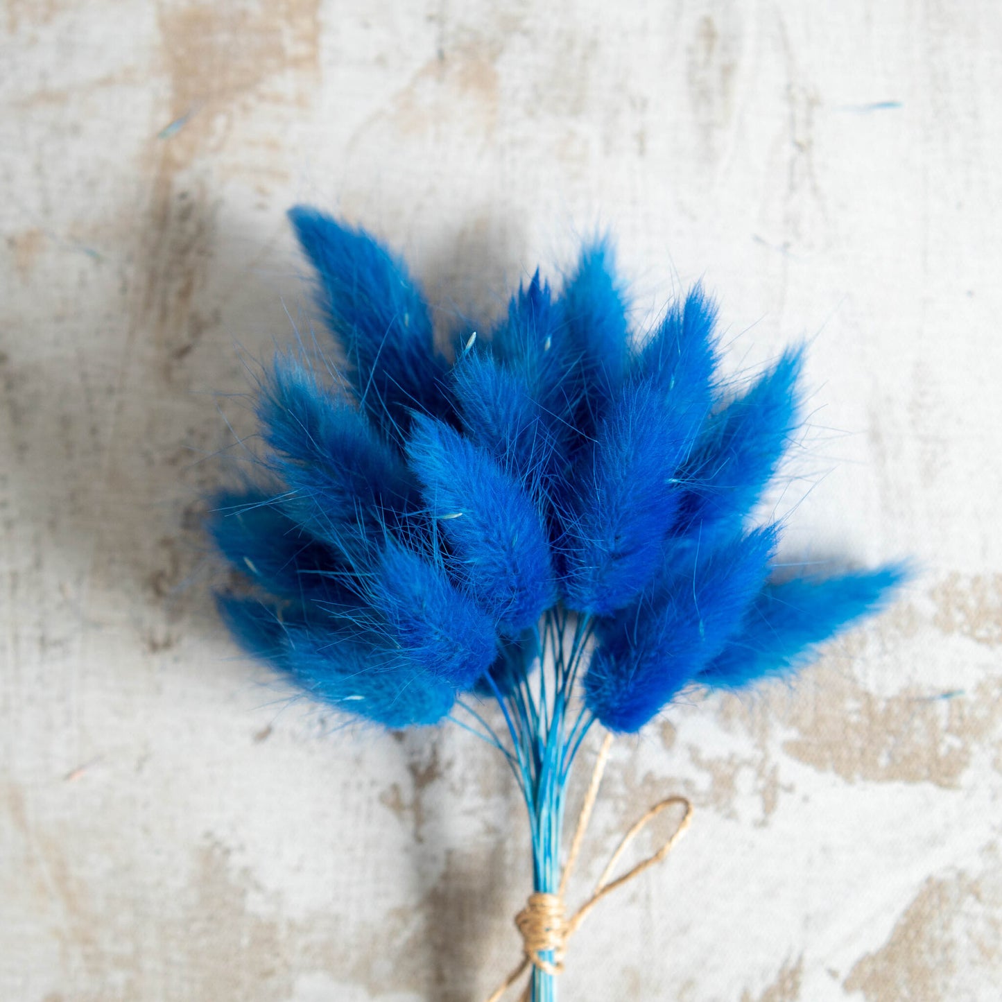 Cobalt Blue Bunny Tail | Dried Flowers | Lagurus Ovatus Bunches | 20 stems, 30 cm