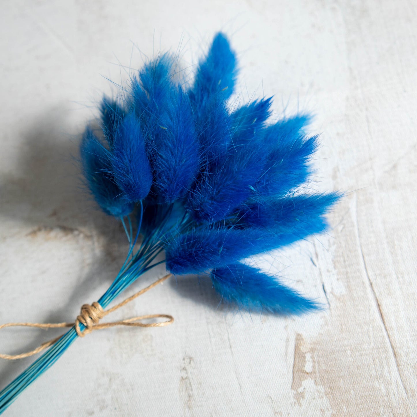 Cobalt Blue Bunny Tail | Dried Flowers | Lagurus Ovatus Bunches | 20 stems, 30 cm