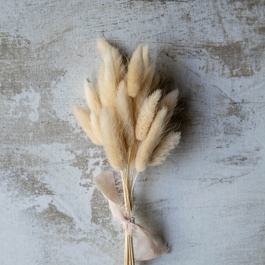 Creamy Bunny Tail | Dried Flowers | Lagurus Ovatus Bunches | 20 stems, 30 cm