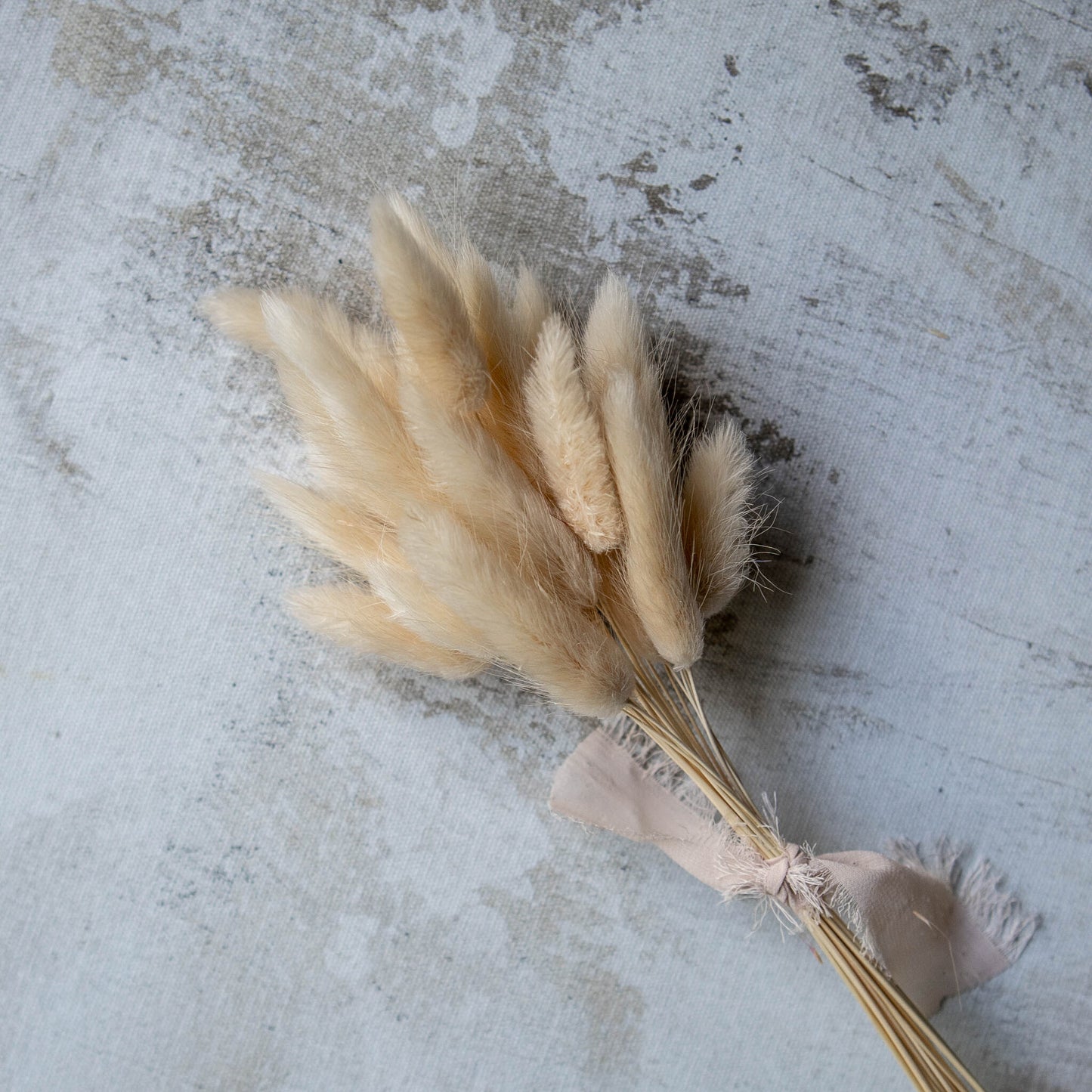 Creamy Bunny Tail | Dried Flowers | Lagurus Ovatus Bunches | 20 stems, 30 cm