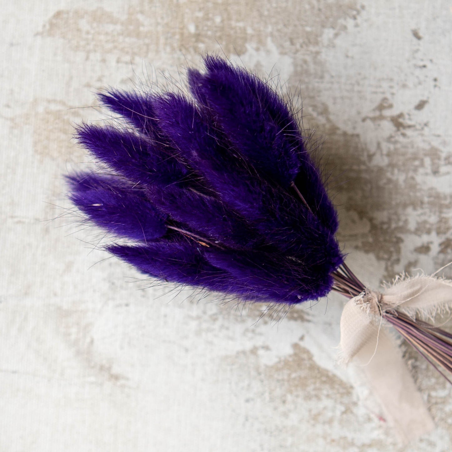 Dark Purple Bunny Tail | Dried Flowers | Lagurus Ovatus Bunches | 20 stems, 30 cm