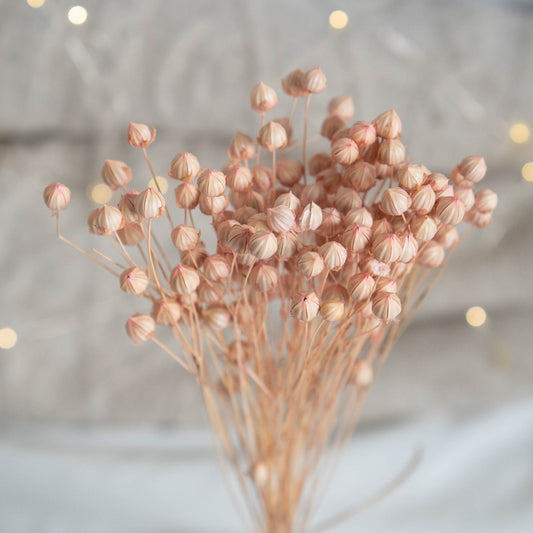 Dried Light Pink Linum (Flax) | Dried Flowers | Bunch of Flowers | 30 cm