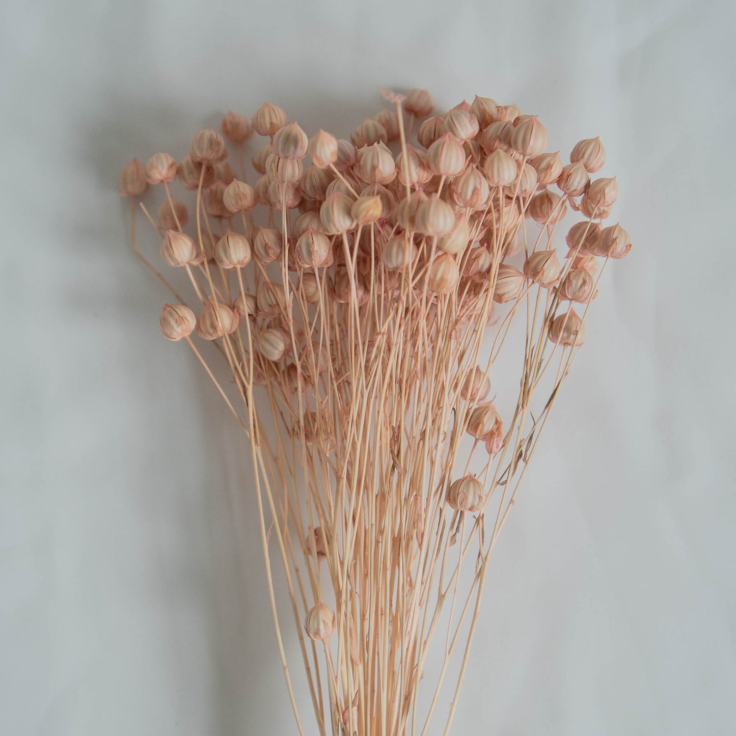 Dried Light Pink Linum (Flax) | Dried Flowers | Bunch of Flowers | 30 cm